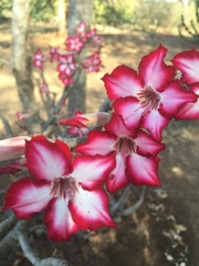 Adenium multiflorum