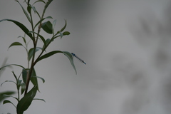 Enallagma cyathigerum