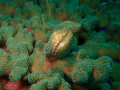 Pocillopora aliciae