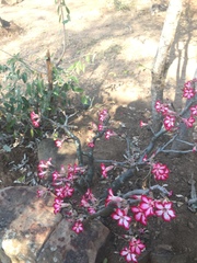 Adenium multiflorum