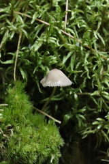 Mycena viridimarginata