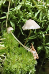Mycena viridimarginata