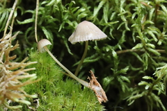 Mycena viridimarginata