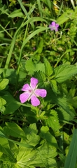 Geranium palustre