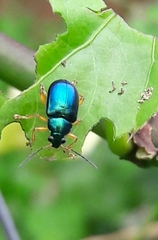 Nodocolaspis costipennis