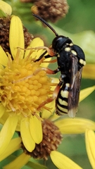 Nomada flavopicta