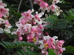 Cassia javanica javanica