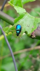 Nodocolaspis costipennis