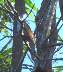 Cacomantis sonneratii