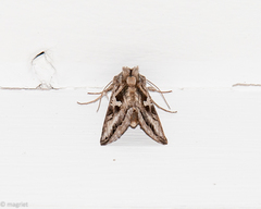 Cornutiplusia circumflexa