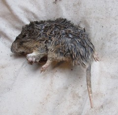 Geomys attwateri
