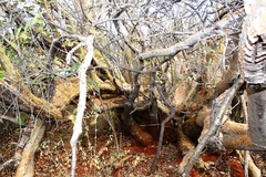 Sesamothamnus lugardii