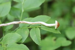 Hypholoma polytrichi