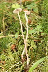 Hypholoma polytrichi