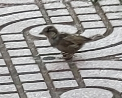 Passer domesticus