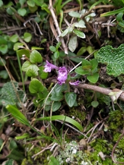 Clinopodium laxiflorum