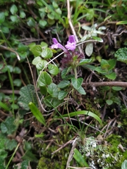 Clinopodium laxiflorum