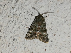 Polymixis lichenea