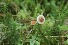 Hypholoma polytrichi