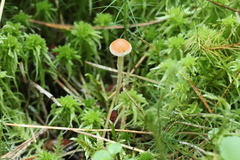 Hypholoma polytrichi