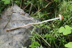 Hypholoma polytrichi