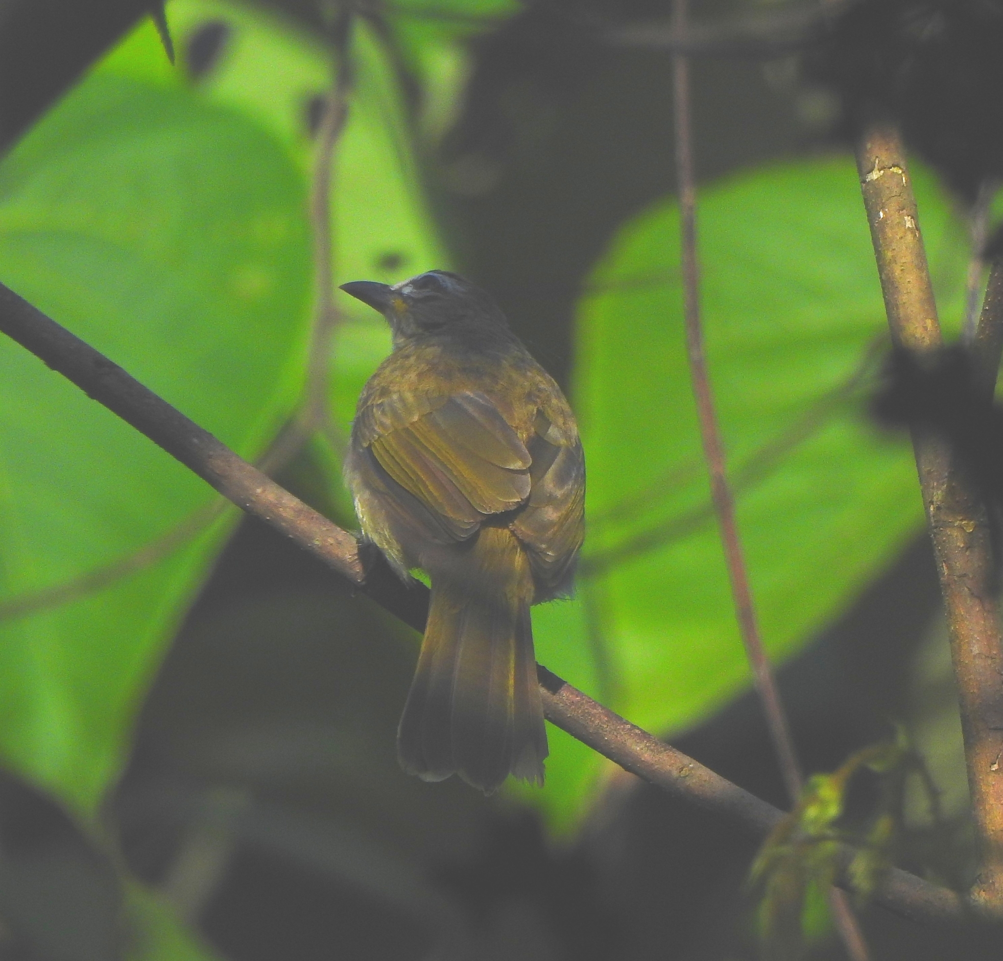 White-browed Bulbul (Pycnonotus luteolus)