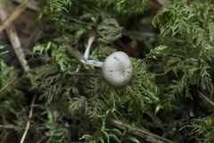 Pseudolaccaria pachyphylla