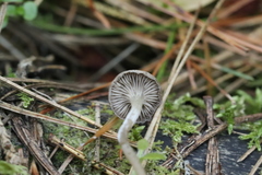 Pseudolaccaria pachyphylla