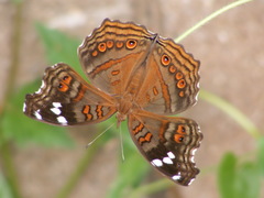 Junonia natalica natalica