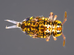 Sminthuridae
