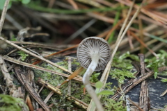 Pseudolaccaria pachyphylla