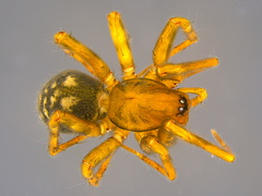 Procambridgea