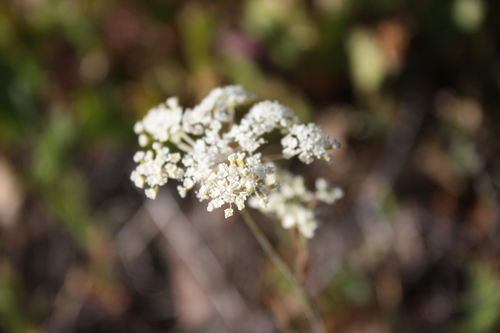 Perideridia parishii ssp. latifolia
