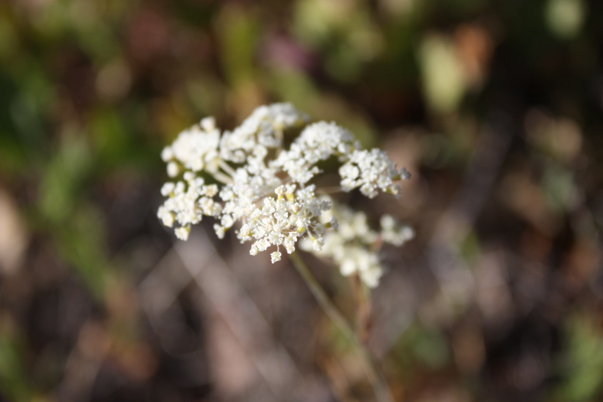 Perideridia parishii ssp. latifolia