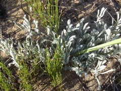 Centella tridentata litoralis