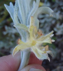 Centella tridentata litoralis