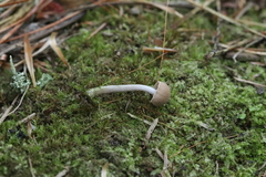 Pseudolaccaria pachyphylla