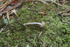 Pseudolaccaria pachyphylla