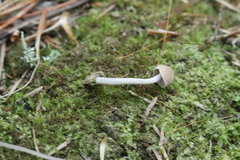 Pseudolaccaria pachyphylla