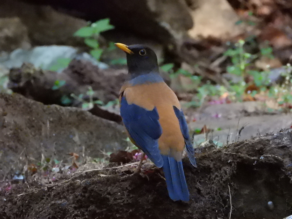 Chestnut Thrush