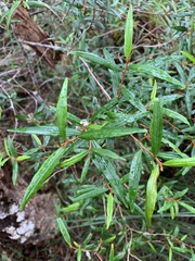Phebalium longifolium