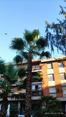 Washingtonia filifera