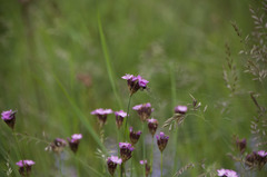 Dianthus pontederae