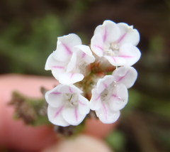 Euchaetis