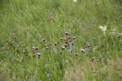 Dianthus pontederae