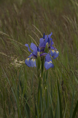 Iris spuria