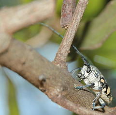 Zographus nivisparsus