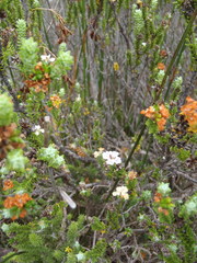 Euchaetis