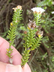 Euchaetis