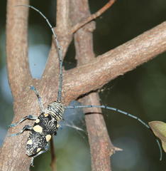 Zographus nivisparsus